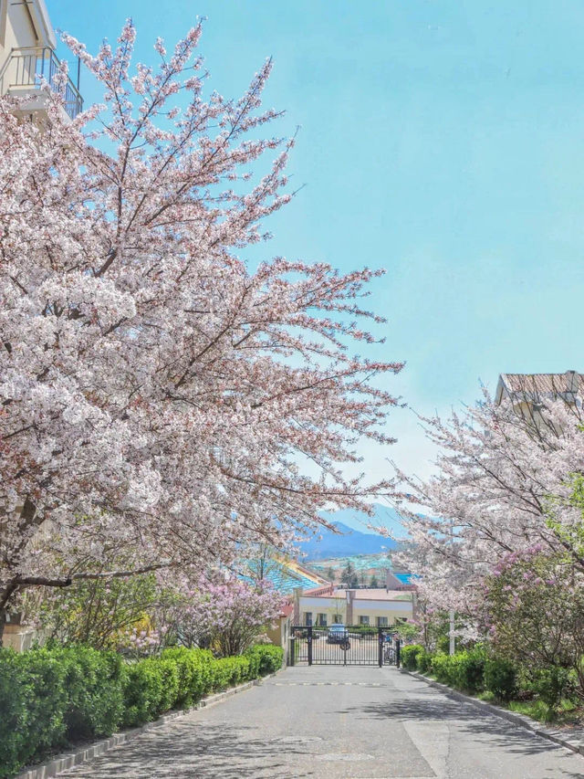 Ocean University of China (Laoshan Campus) 🌸