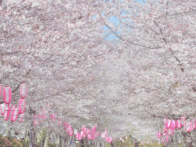 Unforgettable Sakura Hanami Experience