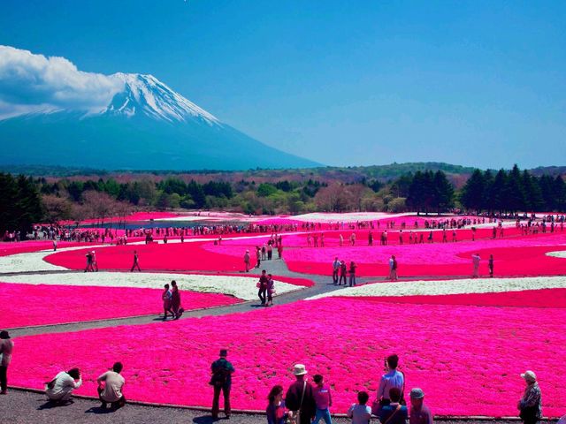 Shibazakura Festive