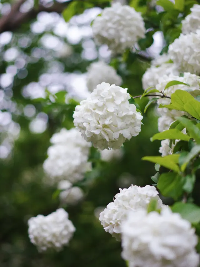 上海植物園薔薇黃木香白繡球都開啦