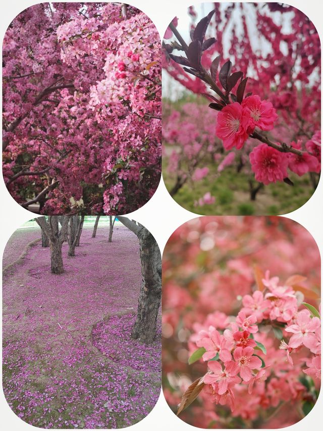 春風十里，不如海棠花開的盛景！