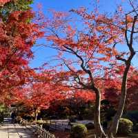 Immersed in red maple leaves 