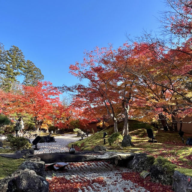 Immersed in red maple leaves 