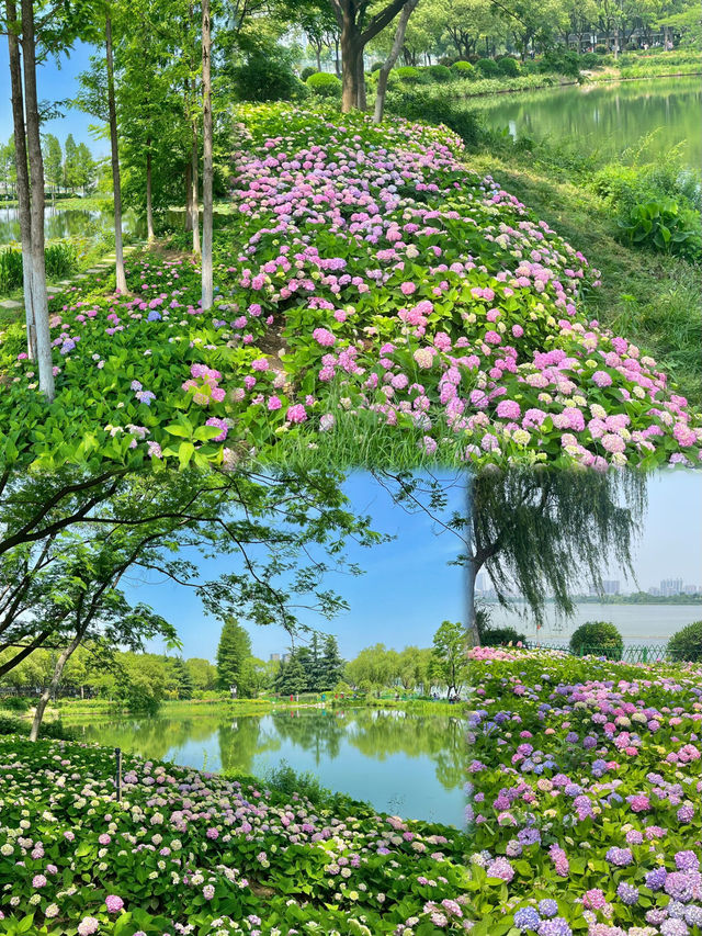 藏在武漢市中心的無盡夏花海 | 金銀湖濕地公園