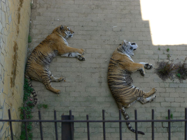 貴州第一動物王國——貴陽森林野生動物園