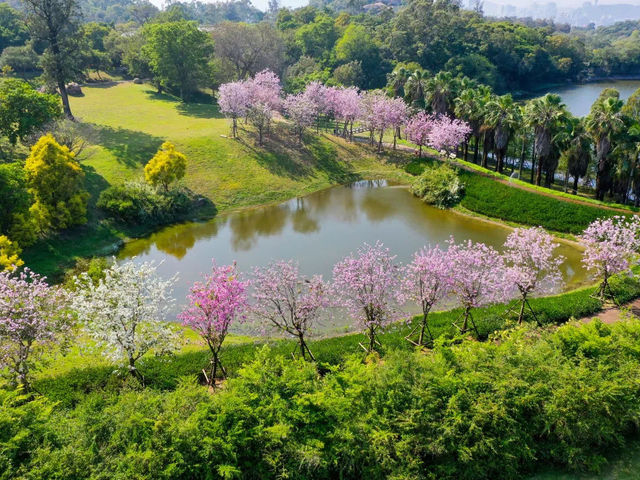 Explore the Enchantment of Xiamen Botanical Garden🌸🌿