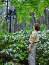 臨平公園五彩杜鵑花開，真的是太美啦吧