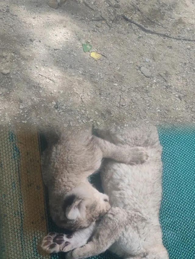 上海野生動物園超實用攻略