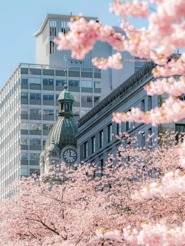 🌸 Vancouver's Cherry Blossom Magic 🌸