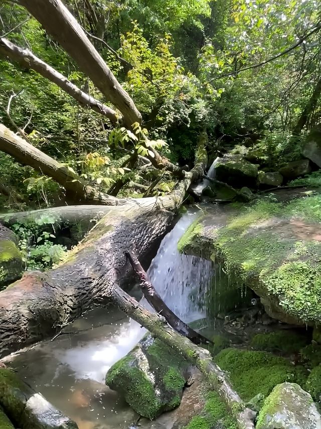 西安 | 逃離城市高溫，一頭栽進25度的秦嶺