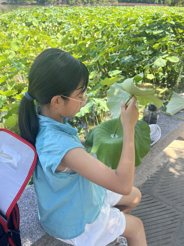 夏日荷花別樣紅，相約在永康香樟公園看荷