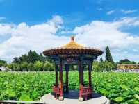 夏日荷塘盛景：賞一池荷花，享一份悠然心境