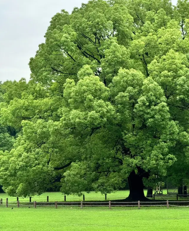 雨後共青森林公園