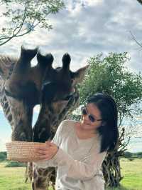 My favorite giraffe - Tanzania Safari❤️