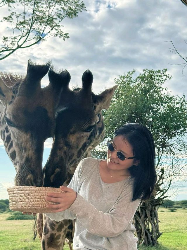 My favorite giraffe - Tanzania Safari❤️