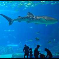 Aquarium in Zhuhai China