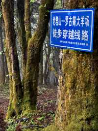 羅古箐 | 古老的森林浪漫的花海。