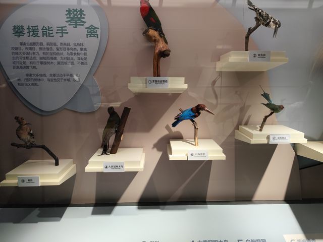 景點攻略：大連自然博物館。