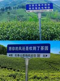 安吉之旅，邂逅最美「一片葉子」。