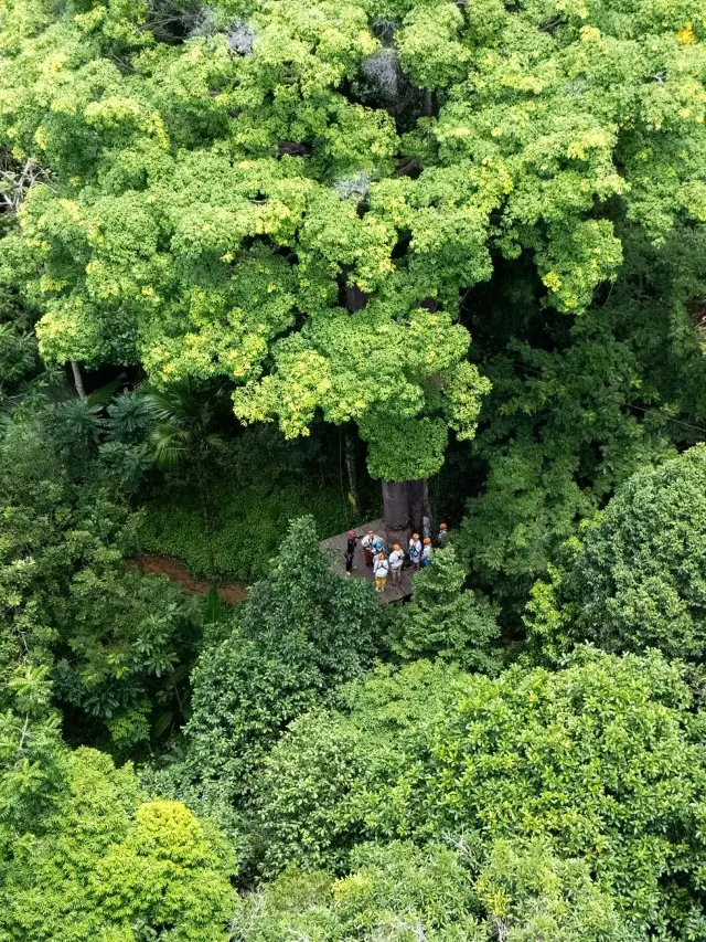 普吉島旅行必體驗之叢林飛躍!三大叢林飛躍該怎麼選?建議收藏!。