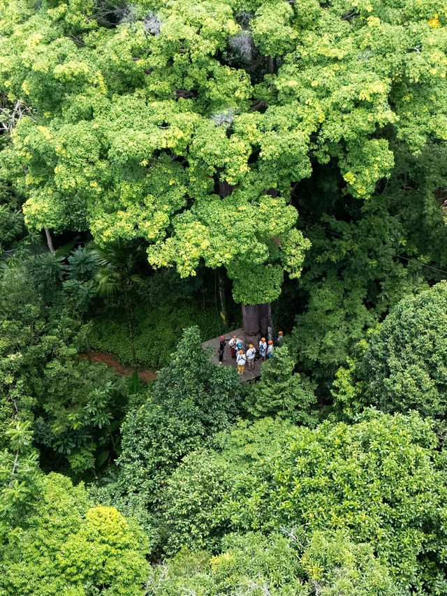 普吉島旅行必體驗之叢林飛躍！三大叢林飛躍該怎麼選？建議收藏！。