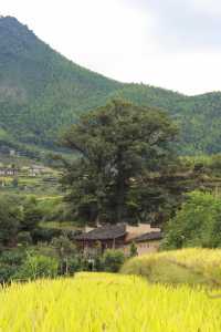 一面秋風，一抹稻田武夷山後源梯田秋景。