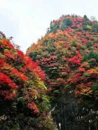 【秦嶺秋色】S101公路上的紅葉盛宴與黑龍口美食之旅。