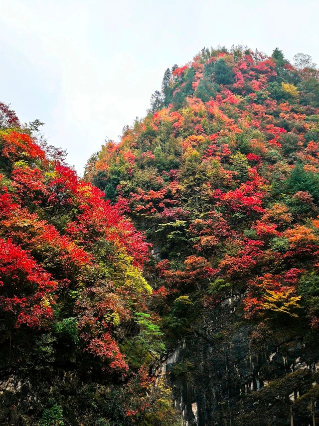 【秦嶺秋色】S101公路上的紅葉盛宴與黑龍口美食之旅。