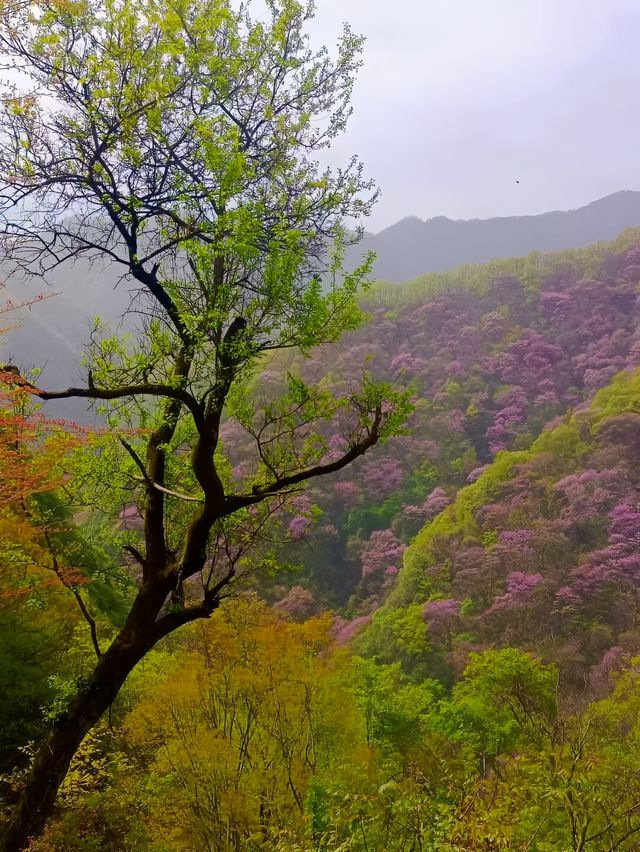 西安周邊遛娃賞秋——西寺溝。