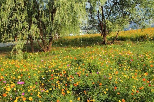 波斯菊花海長沙鴨嘴公園美得像秋日童話。