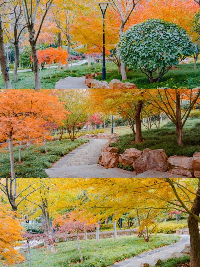 不用去京都，在武漢咱也能看紅葉。