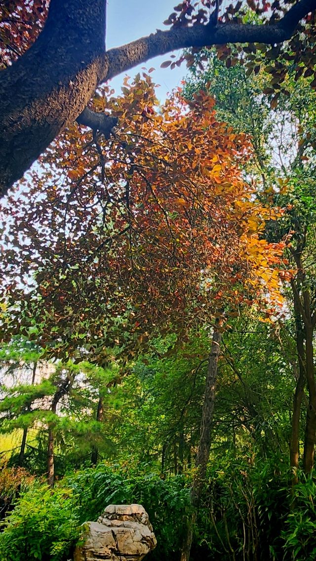 秋色暈染了豐慶公園的眉梢。