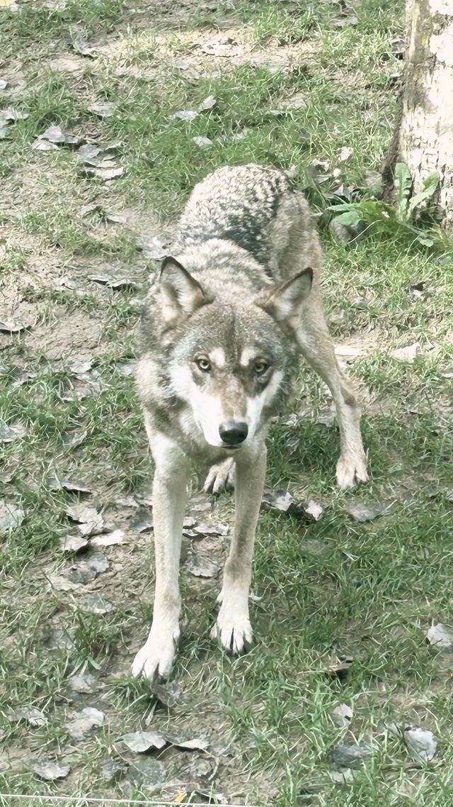 在拉努阿野生動物園，你能與自然親密接觸嗎。