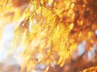 東京！12月的紅葉水杉森林！