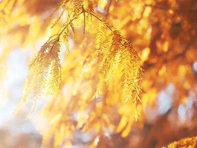 東京！12月的紅葉水杉森林！
