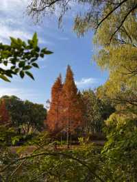 《濟南森林公園 | 秋日童話，這裡有你絕不能錯過的金黃世界。