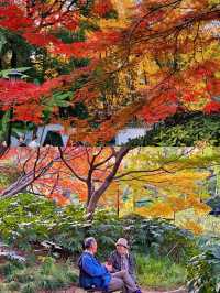 被嚴重低估的上海小眾賞楓地中山公園。