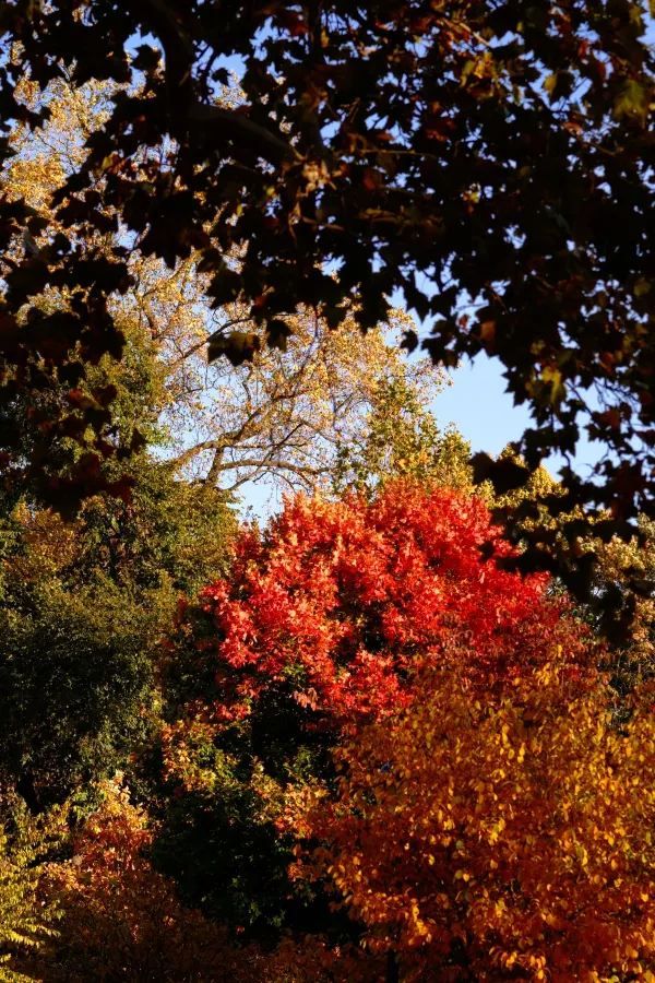 Prospect Park: A Convenient Spot for Leaf Peeping in New York