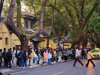 實地探訪初秋的南京頤和路（11月23日）。