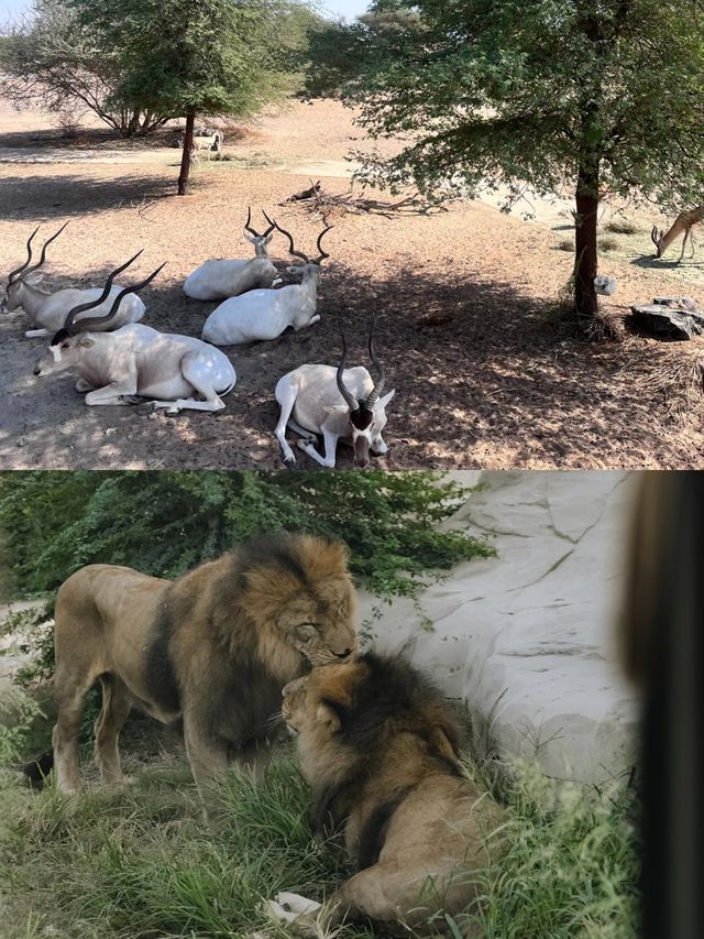 迪拜野生動物園打卡（附詳細攻略）。