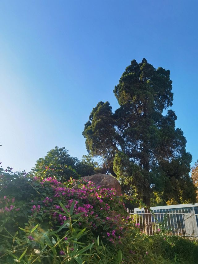 偶然發現極度小眾安靜可露營的林邦蔣武公園。