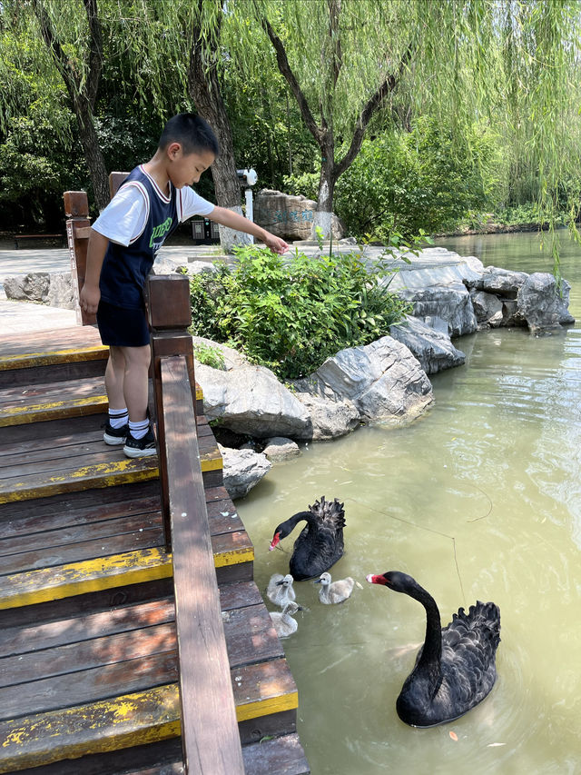 來揚州動物園餵天鵝！