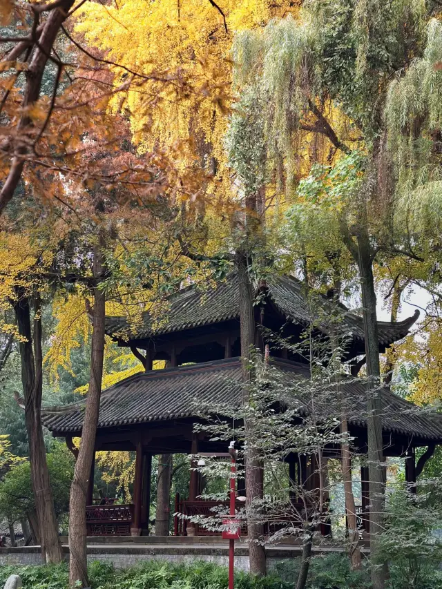 Chengdu's top ginkgo spot, Chongzhou Yanhuachi's autumn fairytale