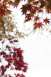 魔都覓秋|去秋霞圃感受秋色紅楓天花板