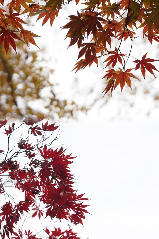 魔都覓秋|去秋霞圃感受秋色紅楓天花板