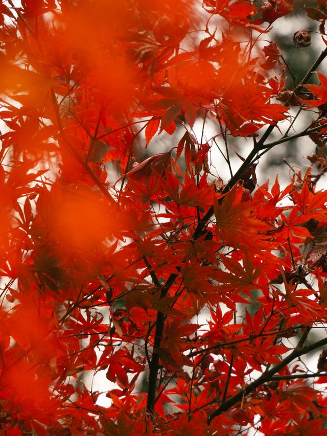 昆山寶藏賞楓地——亭林園