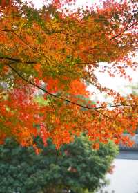 上海賞葉：桂林公園的紅葉與銀杏，12.7拍攝