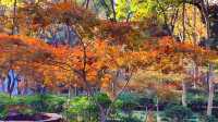 深秋的武漢解放公園——紅得發紫