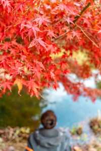 不是京都是武漢今年的楓葉真的紅了