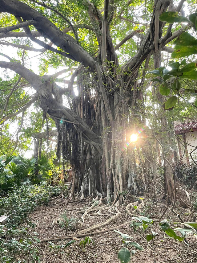 任何人錯過這個公園我都會傷心的泉州東湖公園絕美